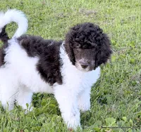 Female 3, a female Poodle - Standard  for sale in Millersburg, MI – 2 of 4