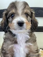 Golden Mountain Doodle, a female Golden Mountain Doodle for sale in Millersburg, MI – 3 of 4