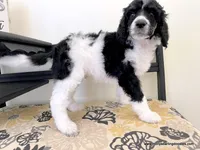 Male #5, a male Poodle - Standard  for sale in Millersburg, MI – 3 of 7