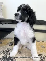 Male #5, a male Poodle - Standard  for sale in Millersburg, MI – 4 of 7