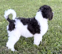 Female 3, a female Poodle - Standard  for sale in Millersburg, MI – 4 of 4