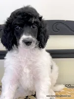 Male #6, a male Poodle - Standard  for sale in Millersburg, MI – 5 of 5