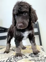 Male #2, a male Poodle - Standard  for sale in Millersburg, MI – 2 of 6