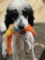 Holly, a female Poodle - Multi-Colored Standard for sale in Millersburg, MI – 3 of 4