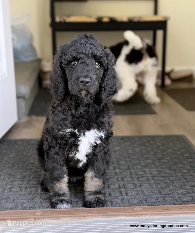 Female #2 – Poodle - Standard  puppy for sale in Millersburg, MI