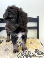 Male #2, a male Poodle - Standard  for sale in Millersburg, MI – 6 of 6