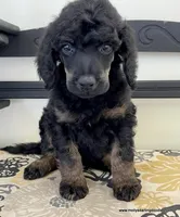 Male #1, a male Poodle - Standard  for sale in Millersburg, MI – 5 of 7