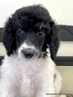 Male #6, a male Poodle - Standard  for sale in Millersburg, MI – 4 of 5