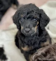 Male #1, a male Poodle - Standard  for sale in Millersburg, MI – 6 of 7