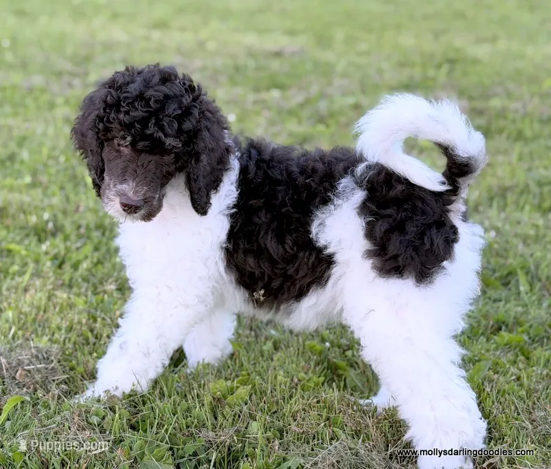 Female 3 – Poodle - Standard  puppy on hold in Millersburg, MI