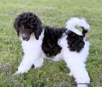 Female 3, a female Poodle - Standard  for sale in Millersburg, MI – 1 of 4