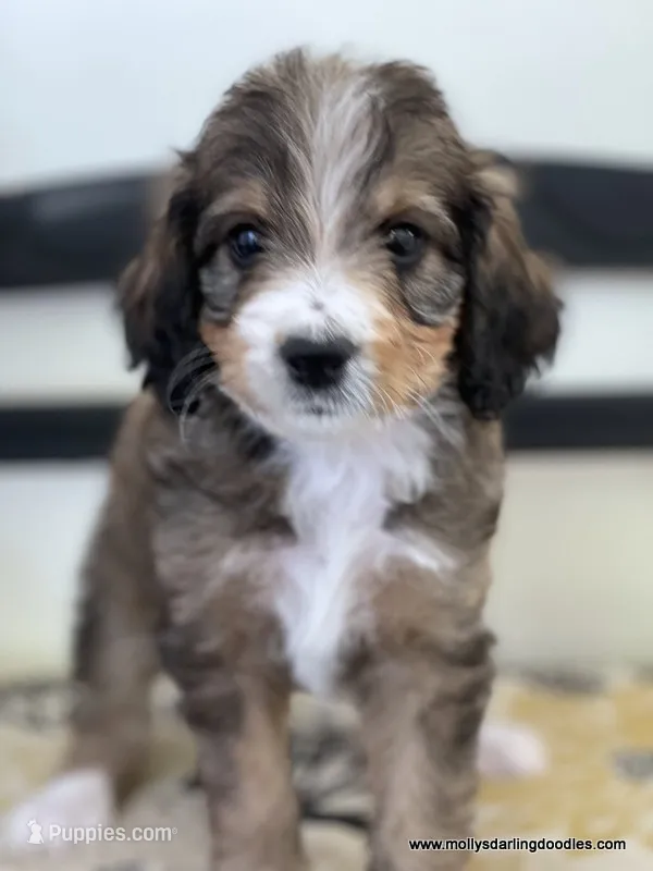 Golden Mountain Doodle – Golden Mountain Doodle puppy for sale in Millersburg, MI