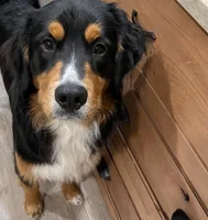 Beau , a male Golden Mountain Dog for sale in Millersburg, MI – 7 of 7