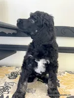 Female #2, a female Poodle - Standard  for sale in Millersburg, MI – 2 of 5
