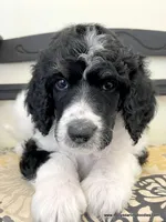 Male #5, a male Poodle - Standard  for sale in Millersburg, MI – 6 of 7