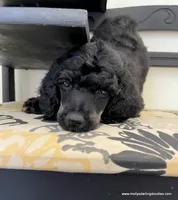 Male #1, a male Poodle - Standard  for sale in Millersburg, MI – 2 of 7