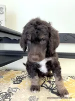 Male #2, a male Poodle - Standard  for sale in Millersburg, MI – 4 of 6