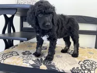 Female #2, a female Poodle - Standard  for sale in Millersburg, MI – 3 of 5