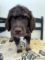 Male #2, a male Poodle - Standard  for sale in Millersburg, MI – 3 of 6