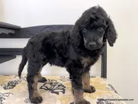 Male #1, a male Poodle - Standard  for sale in Millersburg, MI – 3 of 7
