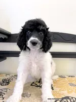 Male #6, a male Poodle - Standard  for sale in Millersburg, MI – 1 of 5