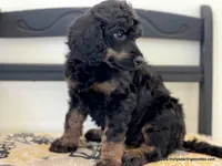 Male #1, a male Poodle - Standard  for sale in Millersburg, MI – 7 of 7
