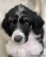 Male #5, a male Poodle - Standard  for sale in Millersburg, MI – 1 of 7
