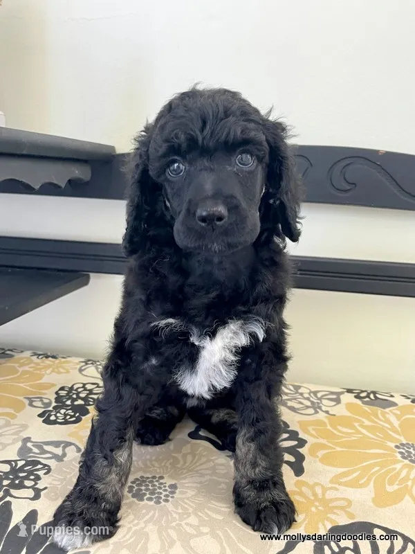 Female #2 – Poodle - Standard  puppy for sale in Millersburg, MI
