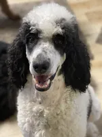 Holly, a female Poodle - Multi-Colored Standard for sale in Millersburg, MI – 4 of 4