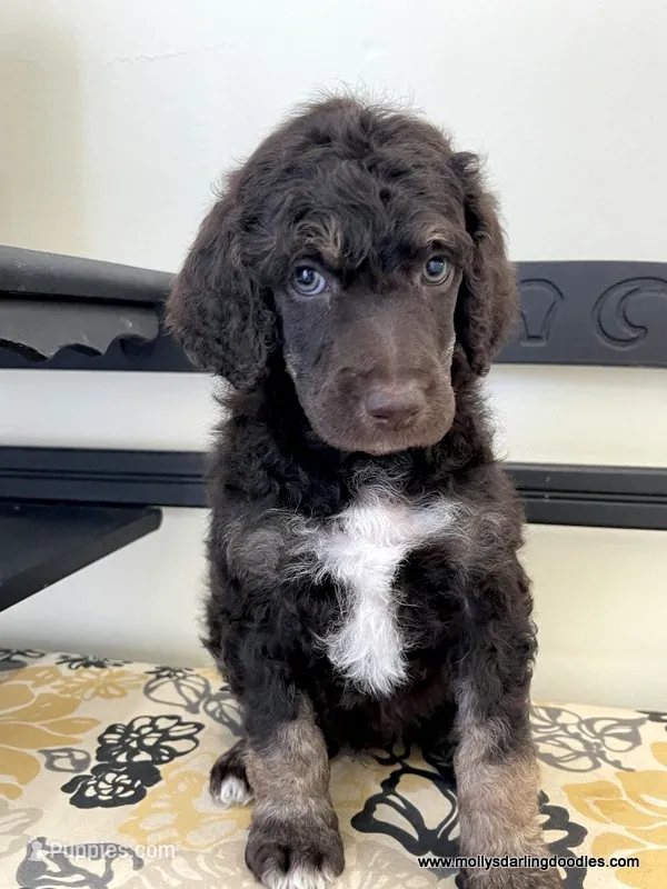 Male #2 – Poodle - Standard  puppy for sale in Millersburg, MI