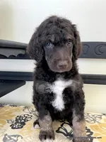 Male #2, a male Poodle - Standard  for sale in Millersburg, MI – 1 of 6
