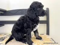 Female #2, a female Poodle - Standard  for sale in Millersburg, MI – 5 of 5