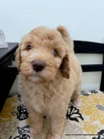 Barbie, a female Bernedoodle for sale in Millersburg, MI – Photo 2 of 6