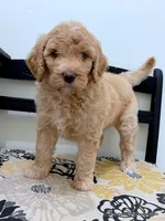 Barbie, a female Bernedoodle for sale in Millersburg, MI – Photo 1 of 6