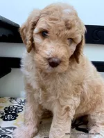 Barbie, a female Bernedoodle for sale in Millersburg, MI – Photo 4 of 6