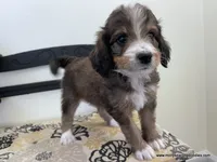 Golden Mountain Doodle, a female Golden Mountain Doodle for sale in Millersburg, MI – 2 of 4
