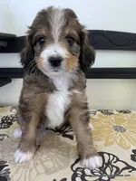Golden Mountain Doodle, a female Golden Mountain Doodle for sale in Millersburg, MI – 4 of 4