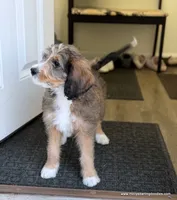 Golden Mountain Doodle, a female Golden Mountain Doodle for sale in Millersburg, MI – 4 of 8