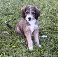 Golden Mountain Doodle, a female Golden Mountain Doodle for sale in Millersburg, MI – 2 of 8