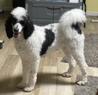 Holly, a female Poodle - Multi-Colored Standard for sale in Millersburg, MI – 2 of 4