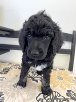 Female #2, a female Poodle - Standard  for sale in Millersburg, MI – 4 of 5