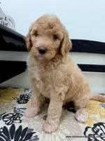 Barbie, a female Bernedoodle for sale in Millersburg, MI – Photo 2 of 6