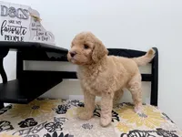 Barbie, a female Bernedoodle for sale in Millersburg, MI – Photo 5 of 6