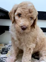 Barbie, a female Bernedoodle for sale in Millersburg, MI – Photo 6 of 6