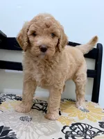 Barbie, a female Bernedoodle for sale in Millersburg, MI – Photo 1 of 6