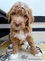 processed/42cd8d68-7c66-4002-a025-fd90b5d9a33c/listing/ee4eed94-aabd-4afa-9856-6162069f6cec/3c1354c0-f840-457e-9cc5-b1ae9e7ef8b6