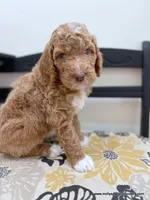 processed/42cd8d68-7c66-4002-a025-fd90b5d9a33c/listing/ee4eed94-aabd-4afa-9856-6162069f6cec/98212616-7ce2-498f-98b8-f5f66b683b67