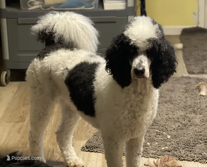 Holly – Poodle - Multi-Colored Standard puppy for sale in Millersburg, MI