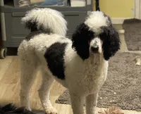 Holly, a female Poodle - Multi-Colored Standard for sale in Millersburg, MI – 1 of 4