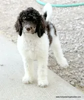 Female 3, a female Poodle - Standard  for sale in Millersburg, MI – 3 of 4